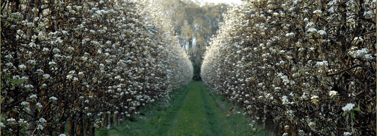 Azienda Agricola Tinelli